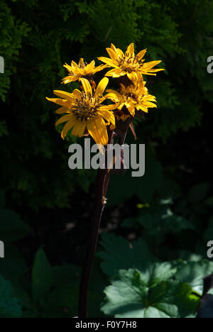 Ligularia Dentata "Brit Marie Crawford" Stockfoto