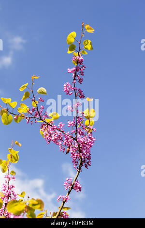 Nahaufnahme von Cercis siliquastrum (Judas-Baum), der gegen einen blauen Himmel blüht, England, Großbritannien Stockfoto