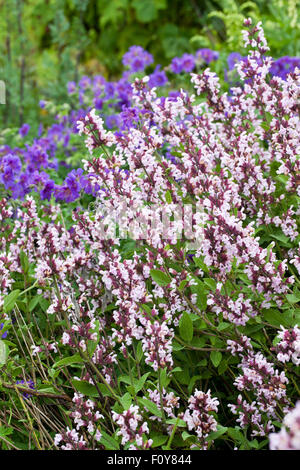 Nahaufnahme von Blassrosa Nepeta Blüte in einem Englischen Garten Stockfoto