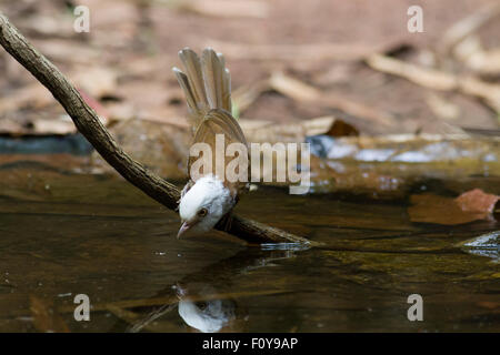 Weiß - Mit kapuze Schwätzer bewundern seine Reflexion in einem Pool Phu Suan Sai Nationalpark im Nordosten Thailand Stockfoto