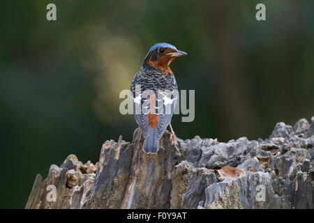 Ein männlicher White-throated Rock Thrush Rückansicht auf Felsen in den Khao Yai Nationalpark in Thailand gehockt Stockfoto