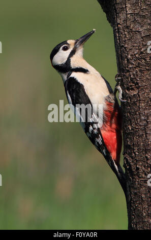 Eine schöne Buntspecht auf einem Baum Stockfoto