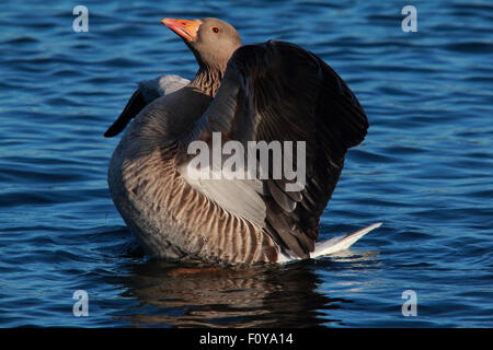 Eine schöne Graugans oder Graylag Gans, erstreckt sich seine Flügel im ruhigen blauen Wasser Stockfoto