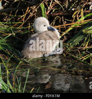 Ein Junge, Jugendlicher, Höckerschwan von seinem nest Stockfoto
