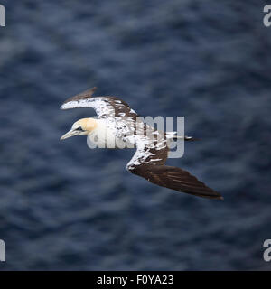 Ein schöner, Jugendlicher, Basstölpel im Flug gegen das blaue Meer Stockfoto