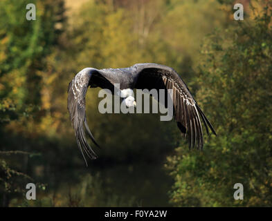 Ruppells (Rüppell) Gänsegeier im Flug Stockfoto