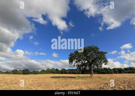 Epsom, Surrey, UK. 23. August 2015. Nach einem nassen Morgen kam die Sonne heraus, machen einen schönen Nachmittag in Epsom, Surrey. Mit flauschigen Cumulus-Wolken über einer einsamen Eiche in neu Acker. Bildnachweis: Julia Gavin UK/Alamy Live-Nachrichten Stockfoto