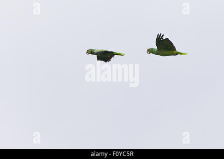 Ein paar rote orientieren Papageien, Amazona Autumnalis, über dem Regenwald Soberania Nationalpark, Republik von Panama. Stockfoto