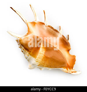 Riesenspinne Muschelschale (Lambis Truncata) Stockfoto