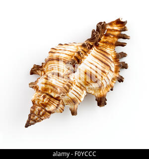 Murex Schneckenhaus (Chicoreus Brevifrons) Stockfoto