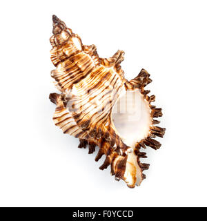 Murex Schneckenhaus (Chicoreus Brevifrons) Stockfoto