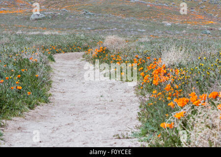 Zeitigen Frühjahr Blumen blühen entlang dem Wanderweg im Antelope Valley Poppy Preserve in Kalifornien Stockfoto