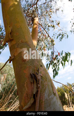 Eukalyptus glaucescens Stockfoto