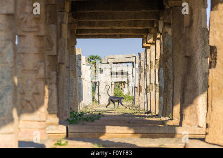 Hampi, Indien. Grau langur Spaziergänge zwischen den Ruinen Stockfoto