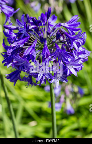 Blaue Trompete Blumen von winterharte sommergrüne Agapanthus "Northern Star" Stockfoto