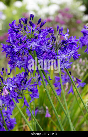 Blaue Trompete Blumen von winterharte sommergrüne Agapanthus "Northern Star" Stockfoto