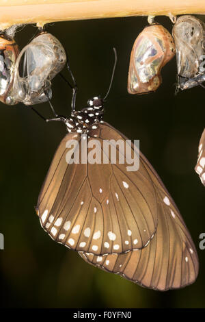 Neu entstanden aus der Puppe, eine gemeinsame indische Krähe Schmetterling Euploea Core, hängt, während die Flügel trocknen. Stockfoto