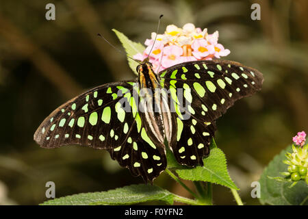 Tailed Jay Schmetterling Graphium Agamemnon, ein Australasian tropische Schwalbenschwanz-Arten Stockfoto