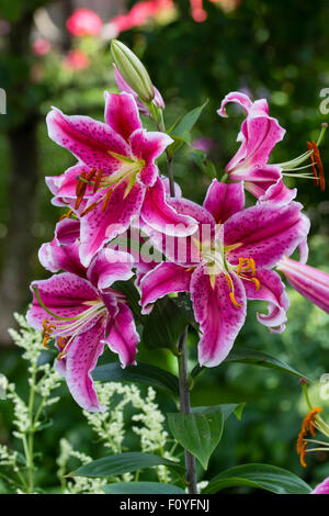 Weiße Kanten rosa Blüten der orientalische Lilie, Lilium "Stargazer" Stockfoto