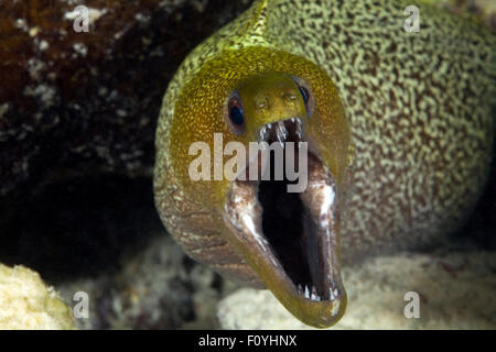 NAHAUFNAHME VON MORAY EEL MUND OFFEN Stockfoto