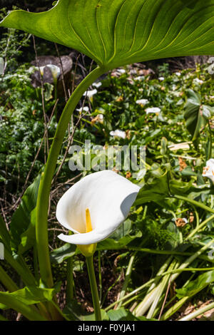 Nahaufnahme einer hübschen Blüte einer Calla Lilie unter strahlender Sonne Stockfoto