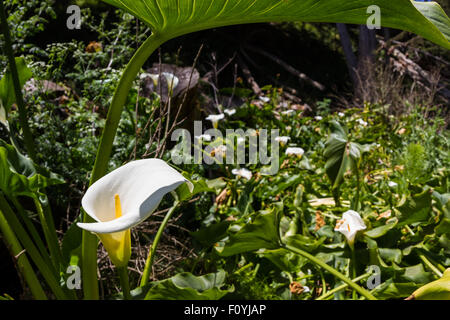 Nahaufnahme einer hübschen Blüte eine Calla Lili unter strahlender Sonne Stockfoto