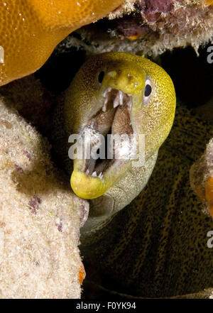 NAHAUFNAHME VON MORAY EEL MUND OFFEN Stockfoto