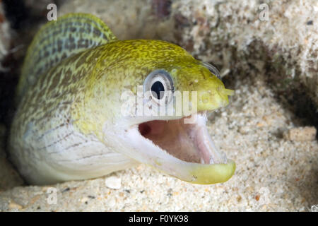 NAHAUFNAHME VON MORAY EEL MUND OFFEN Stockfoto