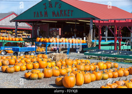 Bereit für Halloween Kürbisse auf J & P Farm Markt in Trenton, Maine. Stockfoto