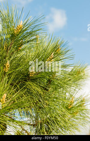 Junge Zapfen auf einer Kiefer wächst am Ende des Winters. Stockfoto