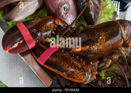 lebendig Krabbe mit geschnallt Klauen mit frischem Fisch auf metallischen Platte Stockfoto