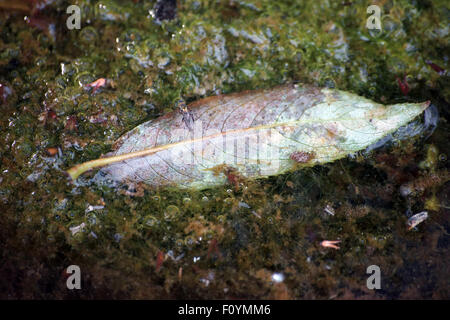 Frische Blätter im Schlamm Stockfoto