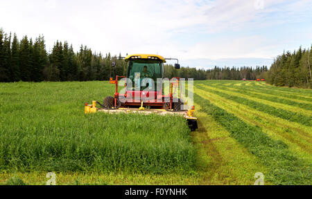 Landwirt New Holland HW345 Mähaufbereiter Ernte Ernte in Betrieb. Stockfoto