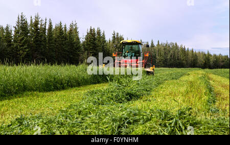 Landwirt New Holland HW345 Mähaufbereiter Ernte Ernte in Betrieb. Stockfoto