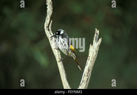 New Holland (Honeyeater Phylidonyris novaehollandiae). Stockfoto