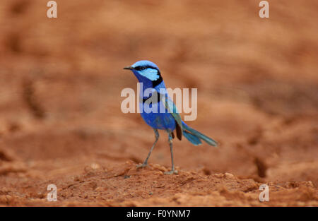 Wunderschöne Fee Wren (Malurus Splendens) Stockfoto