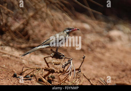 Stachelige ist HONEYEATER (ACANTHAGENYS RUFOGULARIS) WESTERN AUSTRALIA. Stockfoto