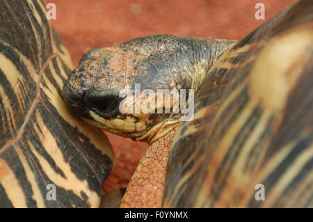 AUSGESTORBENE SCHILDKRÖTE (GEOCHELONE RADIATA) AUS MADAGASKAR Stockfoto