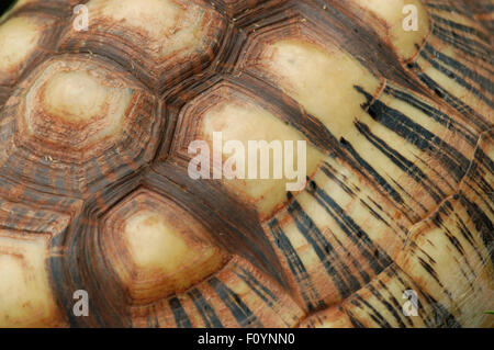 SCHALE DER ABGESTRAHLTEN SCHILDKRÖTE (GEOCHELONE RADIATA) AUS MADAGASKAR Stockfoto