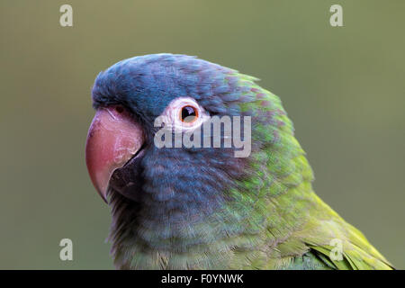 Blau gekrönter conure Stockfoto