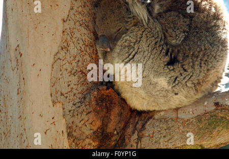 Koala (Phascolarctos Cinereus) schlafen in einem Baum in Western Australia Stockfoto