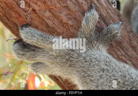 Nahaufnahme der Krallen und einer Pfote eines Koalas (Phascolarctos cinereus) in einem Baum in Westaustralien. Stockfoto