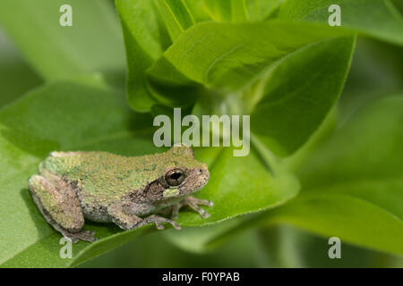 Metamorph grau Treefrog - Hyla versicolor Stockfoto
