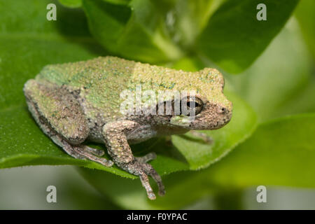 Baby graues Treefrog - Hyla versicolor oder chrysoscelis Stockfoto