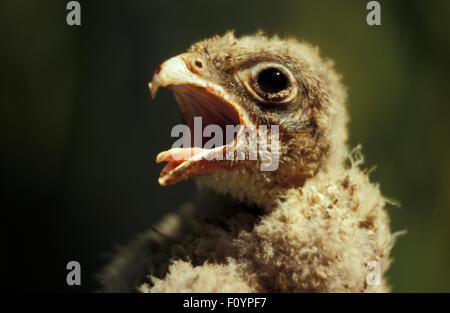 Kopf geschossen eines australischen wedge-tailed eagle Küken (Aquila Audax) Western Australia. Stockfoto