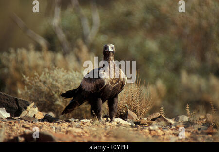 Australische Wedge-tailed Eagle (Aquila Audax) Western Australia Stockfoto