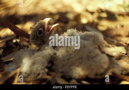 KEILSCHWANZKÜKEN (AQUILA AUDAX) IN IHREM NEST. OUTBACK AUSTRALIEN. DIE IN AUSTRALIEN HEIMISCHEN ADLER SIND DIE GRÖSSTEN RAUBVÖGEL AUSTRALIENS. Stockfoto