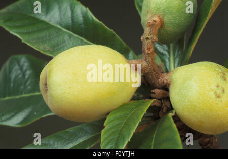 NAHAUFNAHME DER GELBEN FRUCHT EINES LOQUATBAUMS (ERIOBOTRYA JAPONICA) ROSACEAE. AUCH BEKANNT ALS JAPANISCHE PFLAUMEN, JAPANISCHES MEDLAR UND CHINESISCHE PFLAUMEN. Stockfoto
