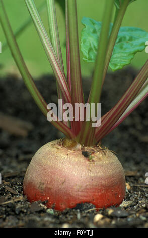 ROTE BEETE (BETA VULGARIS SSP. VULGARIS) 'CHIOGGIA' IM BODEN VERWURZELN Stockfoto