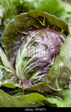 Chicorée "Palla Rossa" in das Gemüse Garten wachsen. Stockfoto